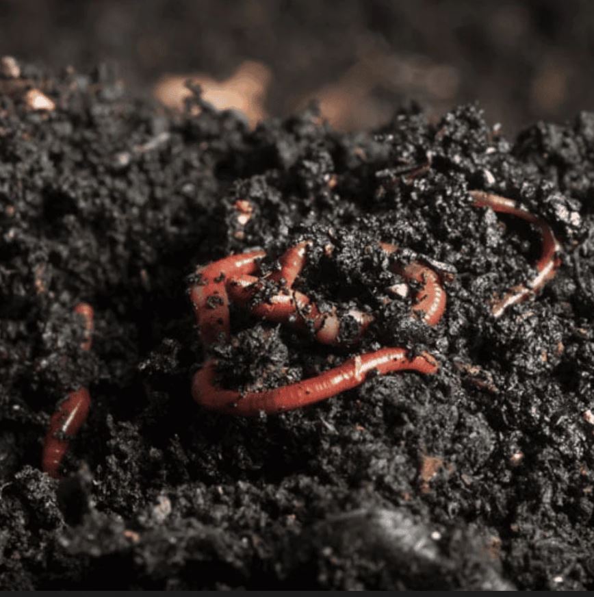 Vermicompost (1 KG)